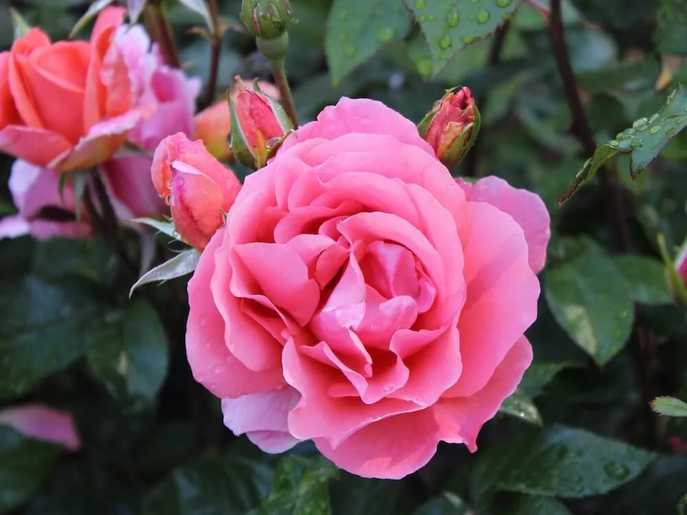 Rosa 'Betty Prior' (Betty Prior Floribunda Rose) — Northwest Blooms
